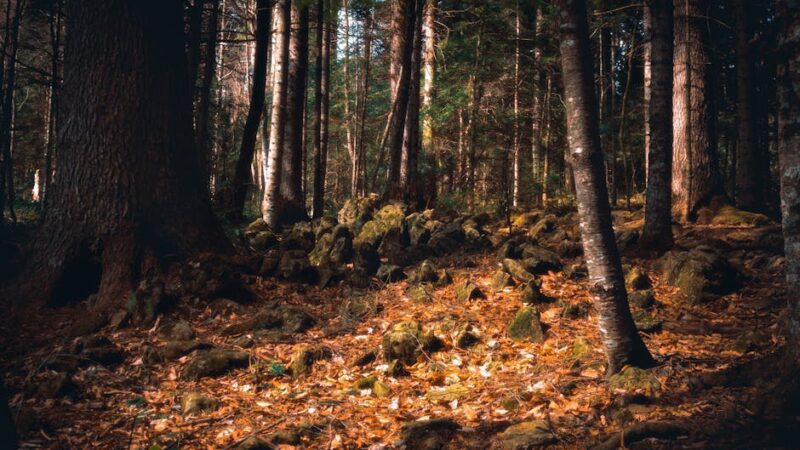 A tranquil forest with sunlight filtering through trees and soft moss.