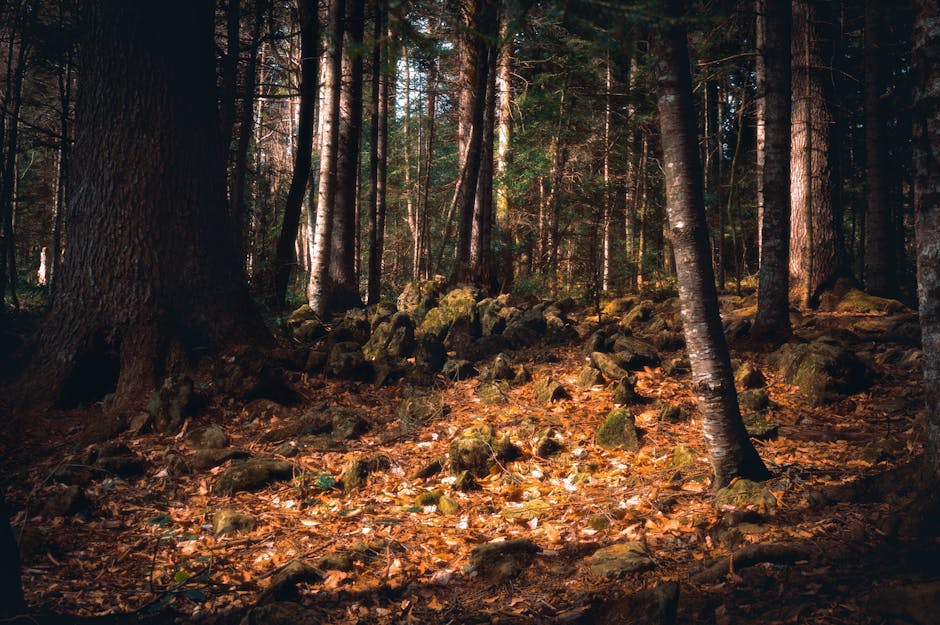A tranquil forest with sunlight filtering through trees and soft moss.
