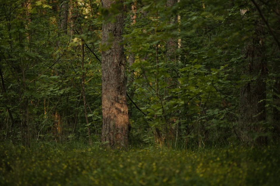 Two intertwined trees in a sunlit forest representing connection and growth.