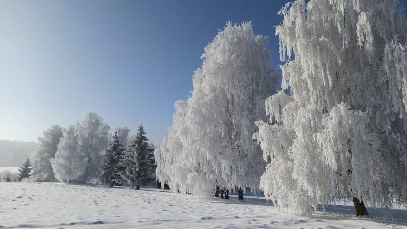 Icy landscape with frost-covered trees and soft blue lighting