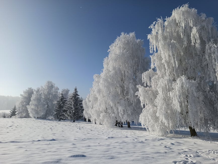 Icy landscape with frost-covered trees and soft blue lighting