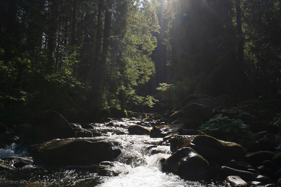 A vibrant forest with sunlight and a flowing stream, symbolizing sustainability.