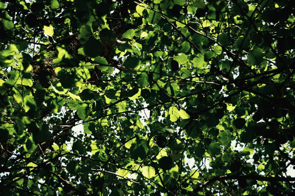 Two intertwined trees in a sunlit outdoor setting symbolizing connection.