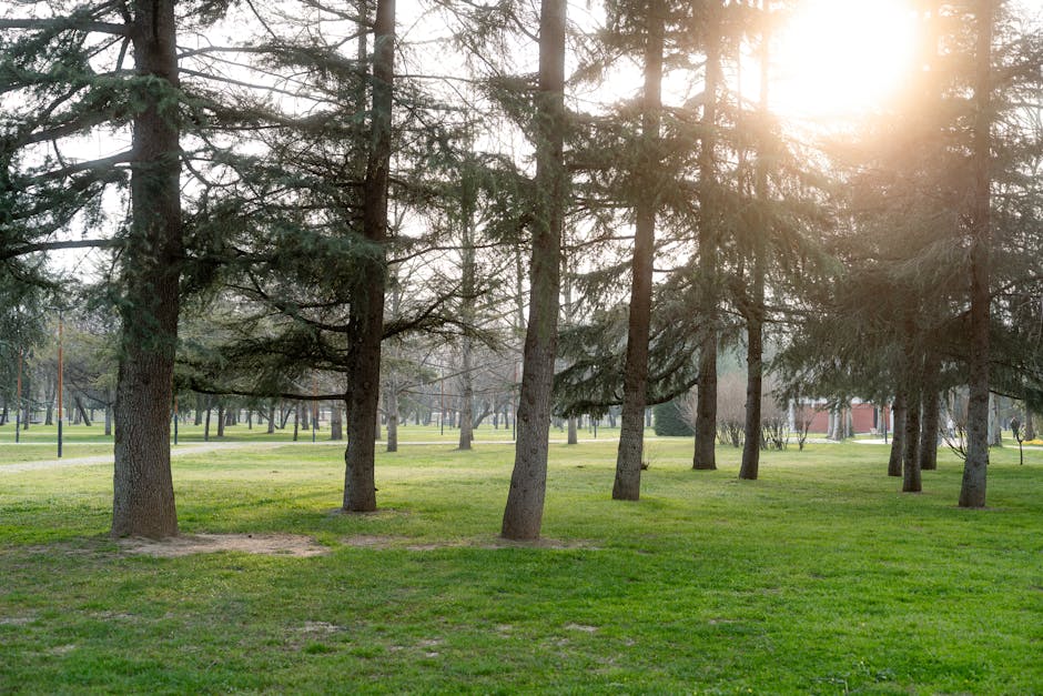 Two intertwined trees in a lush green setting under soft sunlight.