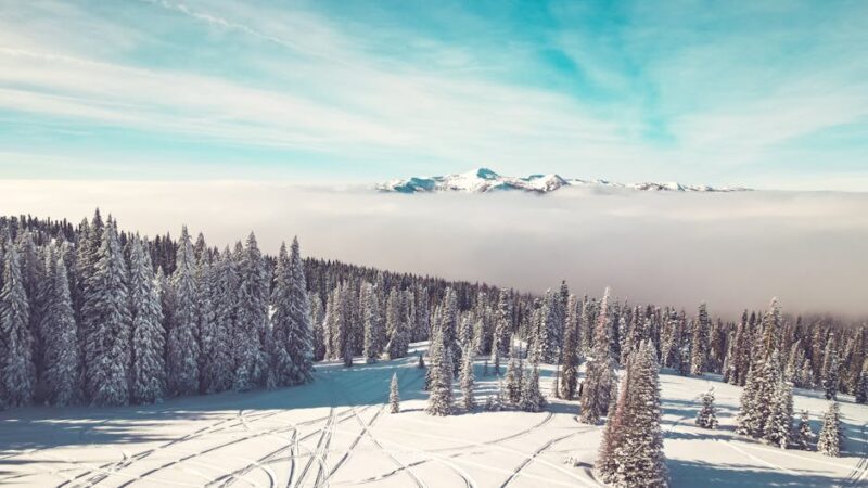A snowy mountain landscape with ski tracks and pine trees