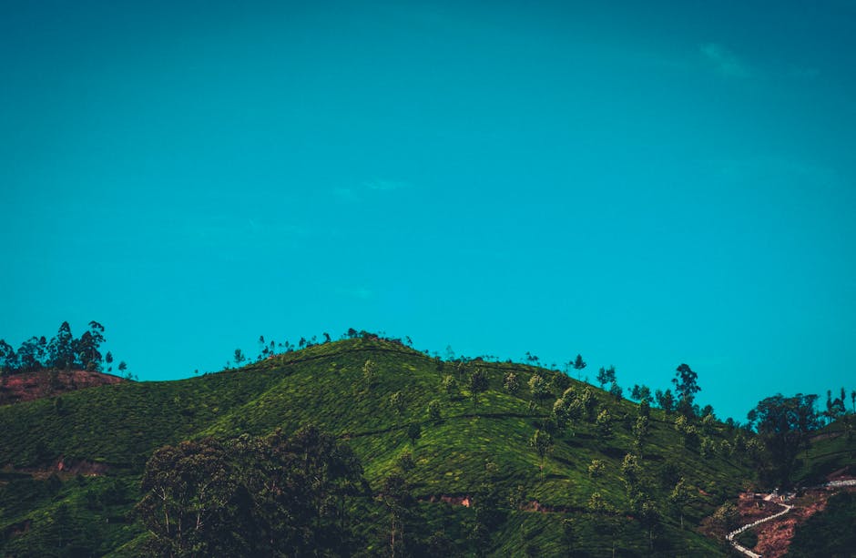 Lush green hills under a clear blue sky with soft sunlight.