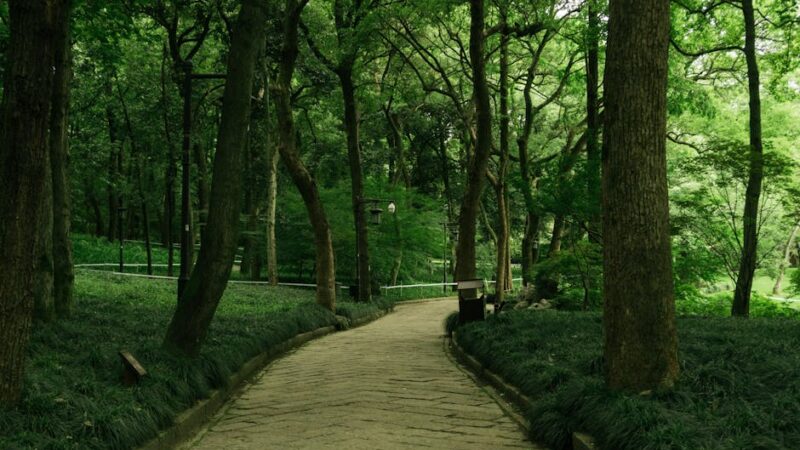 A peaceful forest path with sunlight filtering through leaves
