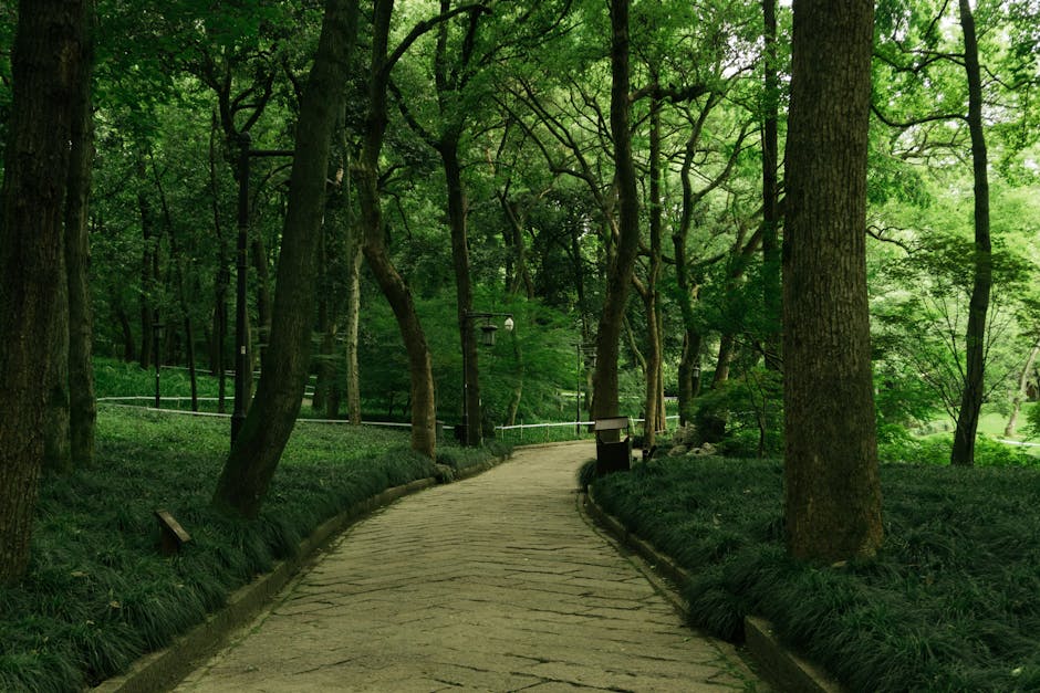 A peaceful forest path with sunlight filtering through leaves