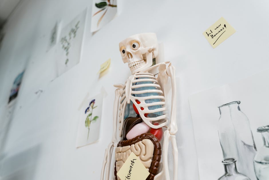A medical training room with anatomical models and diagrams on display.